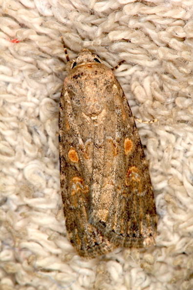Noctuidae infestante - Spodoptera exigua